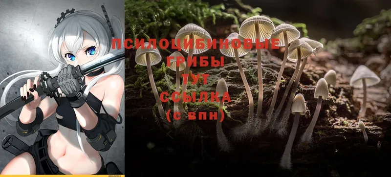 Псилоцибиновые грибы Psilocybine cubensis  купить наркотик  ссылка на мегу рабочий сайт  Мышкин 